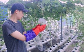 Vườn rau sân thượng “vô địch”: Trồng 30m2 thu 100kg rau, quả mỗi tháng