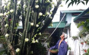 “Phát sốt” với cây xương rồng khổng lồ nở hoa trắng muốt ở Quảng Ninh