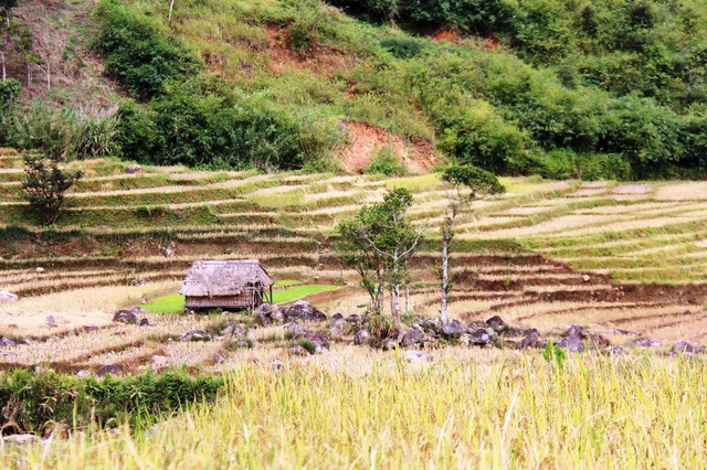 Hình ảnh đầu khi đặt chân đến xã Măng Ri là những ruộng lúa bậc thang ven đường