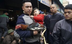 Sống chậm ở phiên chợ gà chọi Hà Nội ngày 30 Tết