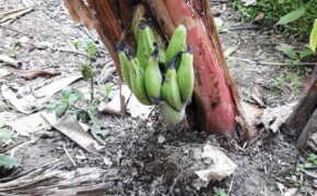 Độc lạ cây chuối trổ buồng ở gốc chỉ đúng… một nải chuối