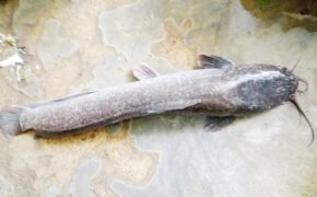 Bắt được cá trê dài gần 1 mét