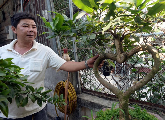 Ngoài những cây mai có giá trị tiền tỷ, vườn mai của anh Khánh còn có những cây mai kiểng với tạo thế rất lạ và độc đáo như hình trái tim.