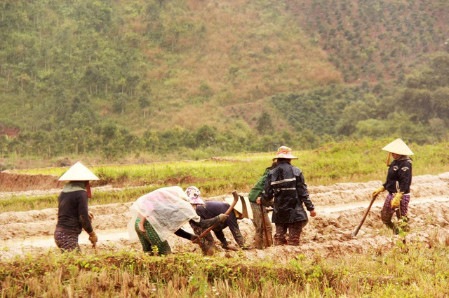 Những người phụ nữ Xê-Đăng cần mẫn làm việc dưới chân núi Ngọc Linh