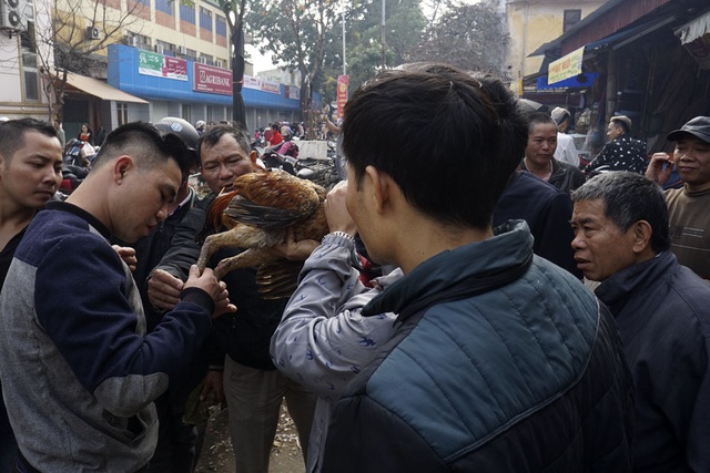  Thường những chú gà hay sẽ có rất đông người xem, bàn tán, nhưng cũng có thể hay với người này nhưng dở với người khác. 