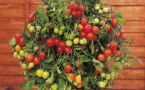 Những loại rau bạn có thể trồng xanh tốt ở trong nhà