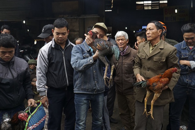  Khi xem gà chọi, đầu tiên khách thường để y màu lông, đôi chân, cổ. 