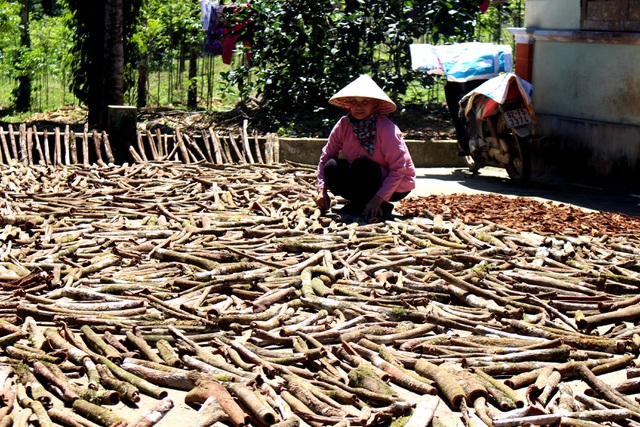 Những ngày này, đi đến các huyện Tiên Phước, Bắc Trà My đều thấy người dân đang phơi vỏ quế đầy sân