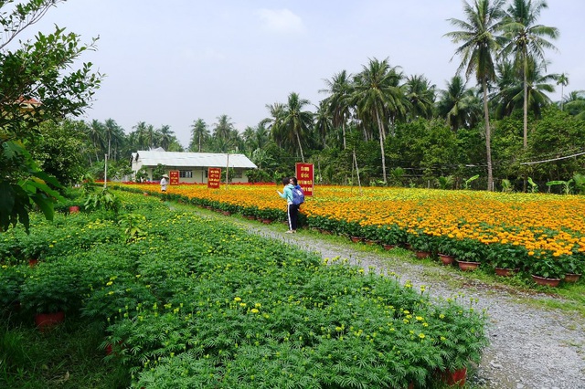 Một vườn hoa vạn thọ ở huyện Chợ Lách, Bến Tre