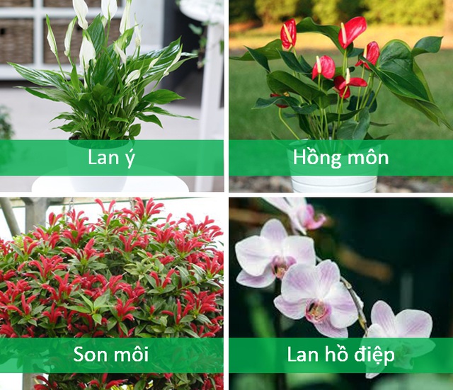 Trồng cây cảnh ở ban công chung cư, làm sao để vừa đẹp vừa nhàn? - 11