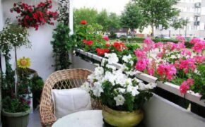 Đông ấm áp với ban công rực rỡ sắc hoa