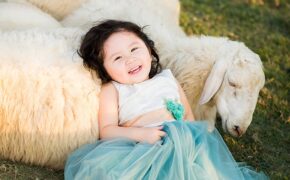 Hình ảnh đáng yêu của bé 2 tuổi làm bạn với bầy cừu