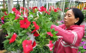 Quất được giá, hoa mất mùa