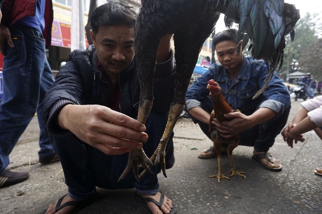 Một khách đang xem chân trước khi trả giá. Gà hay thì phải có quản (cẳng chân) tròn, vẩy mỏng, không quá dài và phải thanh thoát. Mỗi con gà lại hấp dẫn với từng chủ nuôi, bởi mỗi người có kinh nghiệm riêng, nhiều người thích hình dáng vừa phải, không quá hùng dũng nhưng có nội lực thâm hậu, đó là dạng gà chọi ẩn tướng, dễ đánh lạc hướng đối thủ.