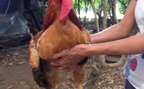 Những tháng cuối năm, gà 9 cựa được săn đón