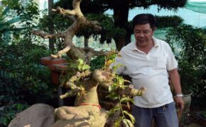 Vườn mai cổ thụ tiền tỷ bán tết ở Sài Gòn