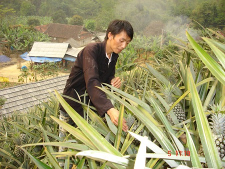 Bí thư đoàn làm “vua” chuối, dứa - 1