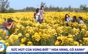 Bạn trẻ đổ xô khám phá vùng đất “Tôi thấy hoa vàng trên cỏ xanh”