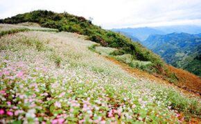 Mùa tam giác mạch Hà Giang đẹp nên thơ qua ống kính phượt thủ