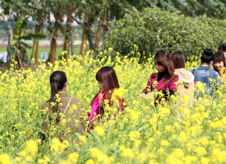 Ngày chủ nhật, cánh đồng hoa cải này đông đúc, nhộn nhịp các bạn trẻ tới ngắm hoa, chụp ảnh