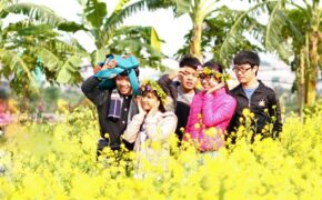 Sau cúc họa mi, giới trẻ lại say đắm sắc vàng hoa cải