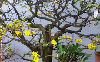 Ngắm gốc thanh mai 50 năm tuổi nở hoa cực đẹp