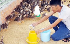 Lính trẻ phục viên quyết tâm làm giàu từ giống gà Bình Định