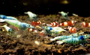 “Săn” tép cảnh, tốn bạc triệu