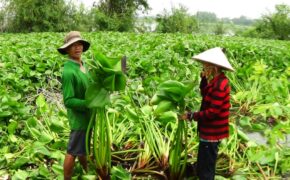 Người nghèo miền Tây khấm khá lên nhờ lục bình