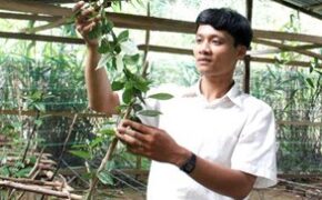 “Trùm” sâm ba kích