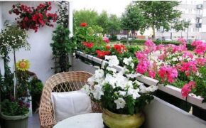 Trồng cây cảnh ở ban công chung cư, làm sao để vừa đẹp vừa nhàn?