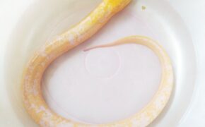 Người dân bắt được con lươn “bạch tạng”