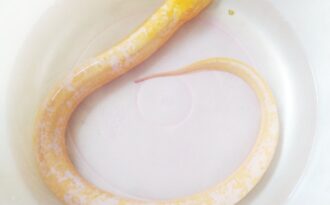 Người dân bắt được con lươn “bạch tạng”