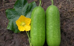 Triết lý bí đao