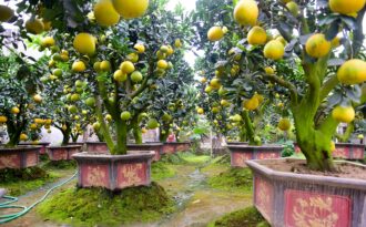 Vườn bưởi cảnh Tết tiền tỷ của lão nông Hưng Yên