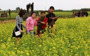 Cánh đồng cải hoa vàng 10ha khiến bạn trẻ “ngất ngây”