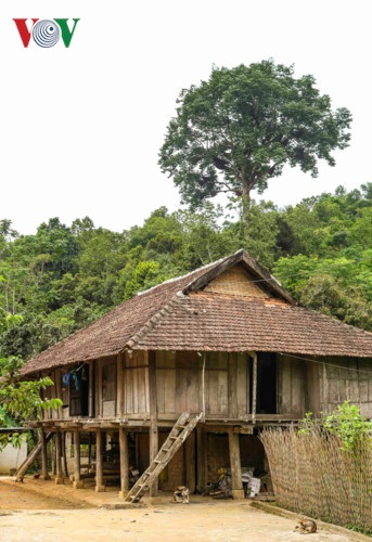 Cây “Ong thần” có vị trí quan trọng trong đời sống tâm linh của cộng đồng người Thái bản Púng Nghịu; nhiều năm qua, cây này thực sự đã như một thành viên của bản. Người dân ở đây ai cũng có ý thức bảo vệ cây thần và đàn ong, cũng như cánh rừng của bản ngày càng xanh tốt.