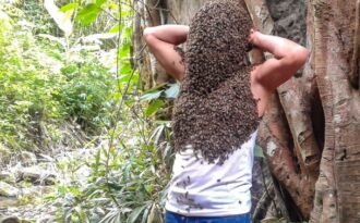 Kỳ lạ: Cây “Ong thần” và Người đàn ông để đàn ong bu kín người