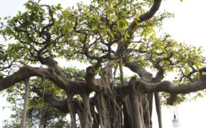 Cận cảnh cây Sanh lá móng có giá 2,5 tỷ đồng ở Hà Nội