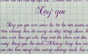 Nữ sinh tiểu học viết bài văn “Cây gạo” đẹp như in