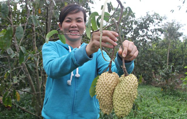 Chị Ướm cười tươi bên những quả mãng cầu độc, lạ của mình