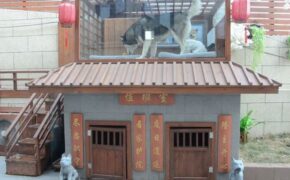 Chi hàng trăm triệu đồng xây biệt thự có bể bơi, điều hòa cho chó cưng