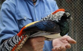 Chim trĩ bảy màu giá 10 triệu/cặp chơi tết Nguyên đán