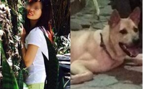 Bỏ tiền cứu chú chó, cô gái Hà Nội được dân mạng ngợi ca