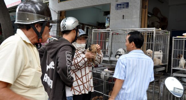 Chuộc thú cưng giá trên trời ở chợ chó mèo lớn nhất Sài Gòn