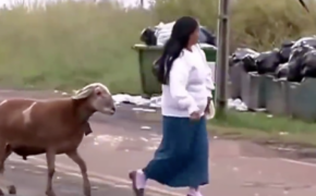 Kinh ngạc với chú dê “hổ báo” nhất quả đất