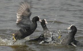 6 món ăn tiến Vua được đại gia Việt “săn” tìm