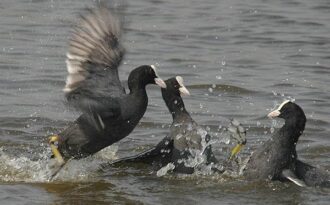 6 món ăn tiến Vua được đại gia Việt “săn” tìm