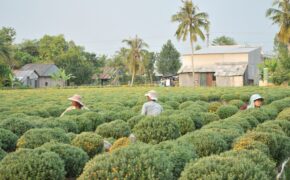 Người trồng hoa nơi vui cười chờ Tết, nơi “méo mặt” đối phó hạn mặn