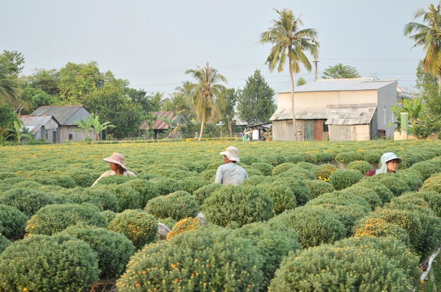 Người trồng hoa nơi vui cười chờ Tết, nơi “méo mặt” đối phó hạn mặn - 1